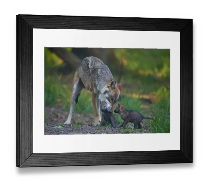 Framed Print : Carrying wolf lovingly cares for its pups in the forest Framed Print : Carrying wolf lovingly cares for its pups in the forest