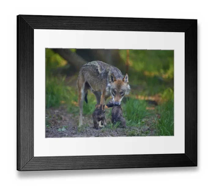 Framed Print : Wolf interacting attentively with its pups in the forest