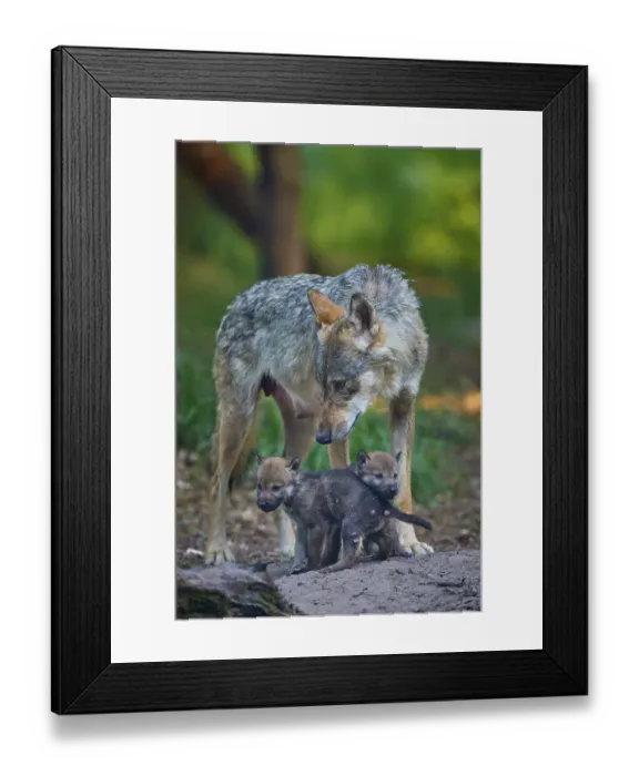 Framed Print : An adult wolf shows affection and protection towards two cubs