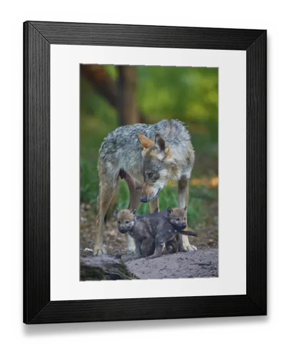 Framed Print : A wolf attentively observes two cubs