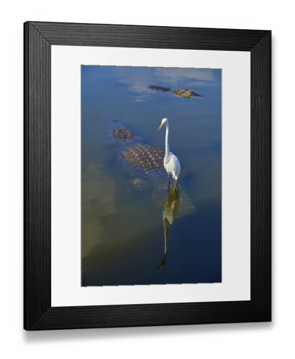 Framed Print : Great White Egret (Egretta alba) Framed Print : Great White Egret (Egretta alba)