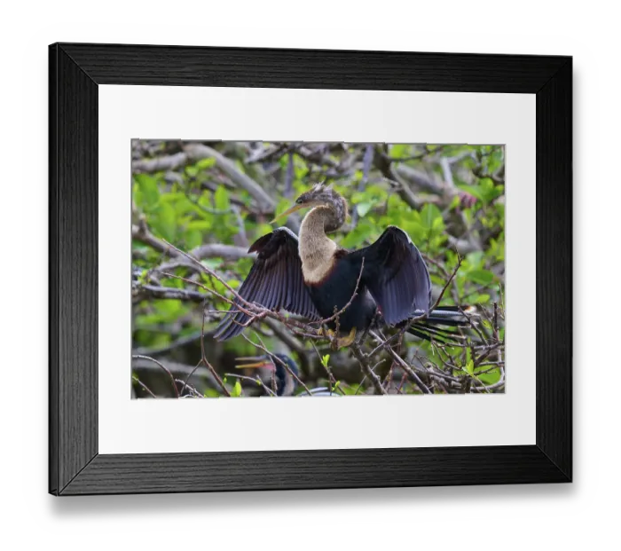 Framed Print : Bird on a branch with blurred green backdrop