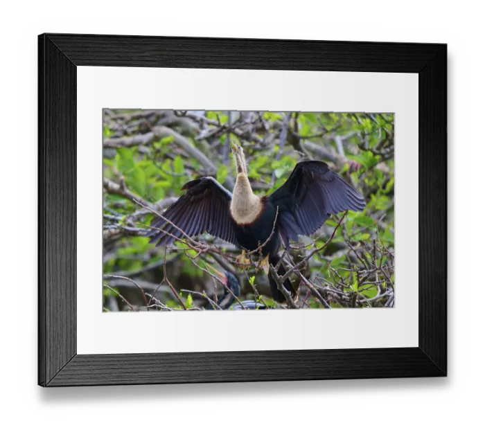 Framed Print : Bird with outstretched wings on a branch surrounded by greenery Framed Print : Bird with outstretched wings on a branch surrounded by greenery