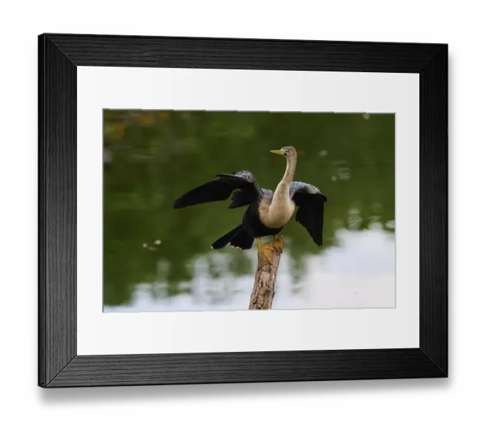 Framed Print : Bird spreading its wings on a tree trunk over calm water Framed Print : Bird spreading its wings on a tree trunk over calm water