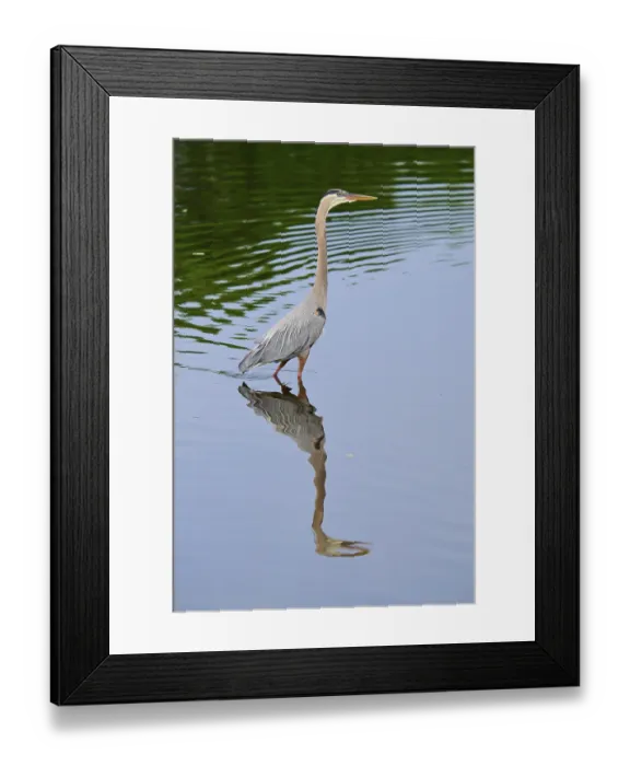 Framed Print : Proud heron stands in the blue water Framed Print : Proud heron stands in the blue water