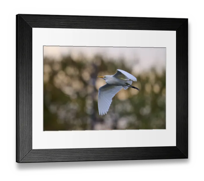 Framed Print : Bird with outstretched wings in the sky Framed Print : Bird with outstretched wings in the sky