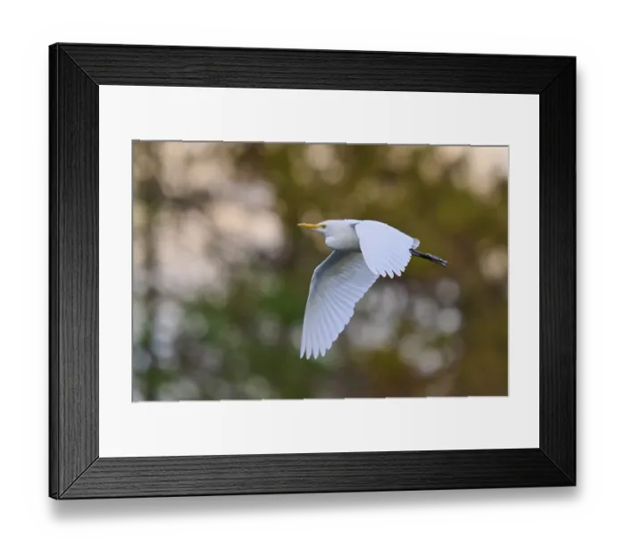 Framed Print : A bird hovers in the sky, with elegant outstretched wings