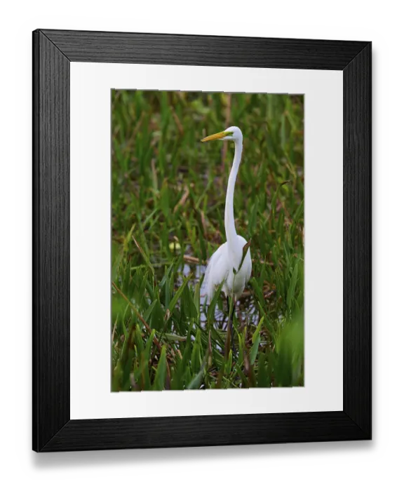 Framed Print : A tall, elegant white egret in a moist