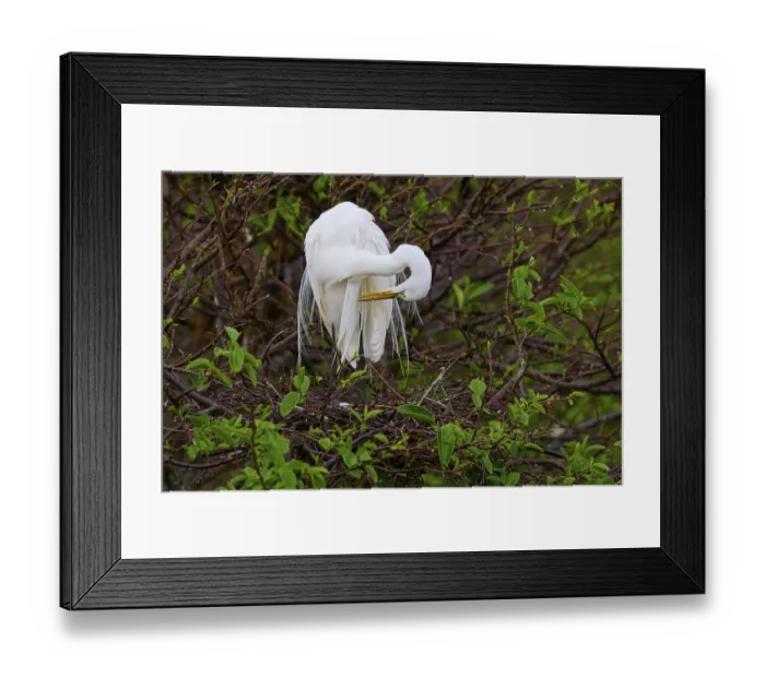 Framed Print : Great White Heron grooming its plumage in a green copse Framed Print : Great White Heron grooming its plumage in a green copse