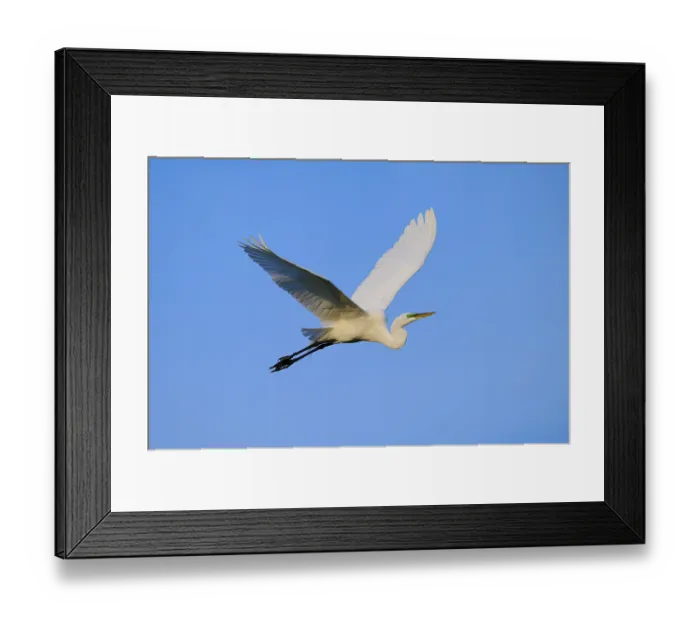 Framed Print : Majestic white bird in flight against blue sky Framed Print : Majestic white bird in flight against blue sky