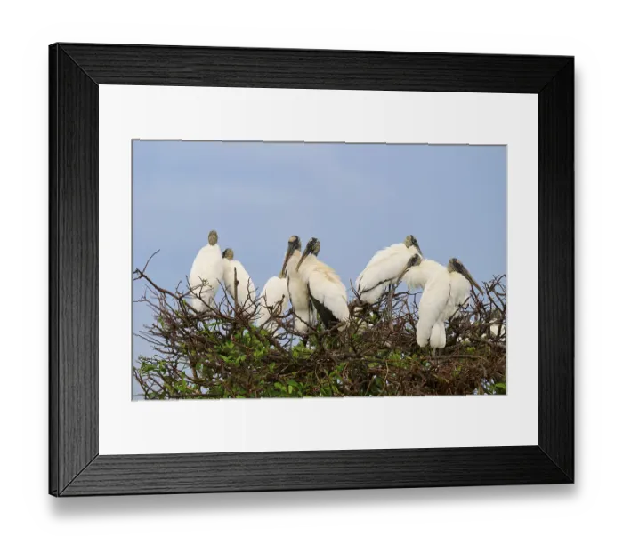 Framed Print : Several storks on a tree sitting close together under a blue sky Framed Print : Several storks on a tree sitting close together under a blue sky