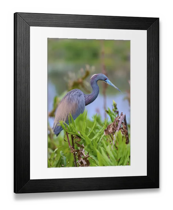 Framed Print : Bird with grey-brown feathers and blue bill in the landscape Framed Print : Bird with grey-brown feathers and blue bill in the landscape