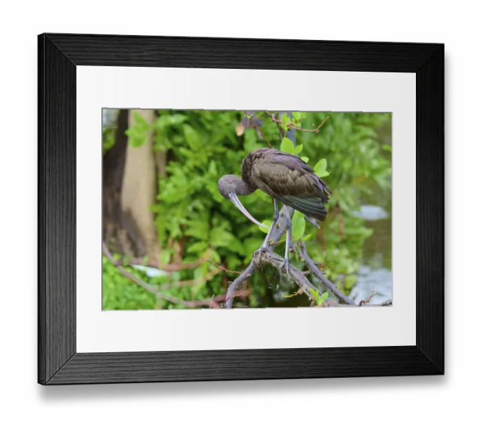 Framed Print : A bird sitting on a branch over water in a natural