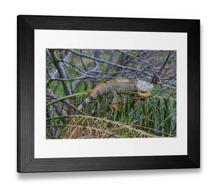 Framed Print : An iguana resting on branches surrounded by lush vegetation in the jungle Framed Print : An iguana resting on branches surrounded by lush vegetation in the jungle