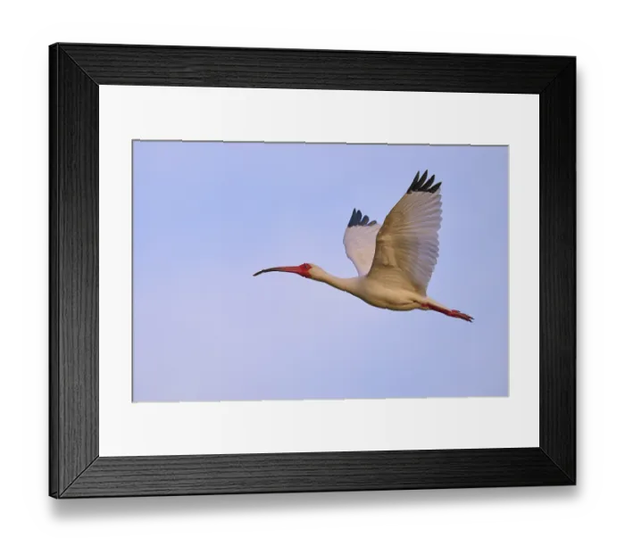 Framed Print : A bird with red beak and legs flies against a blue sky