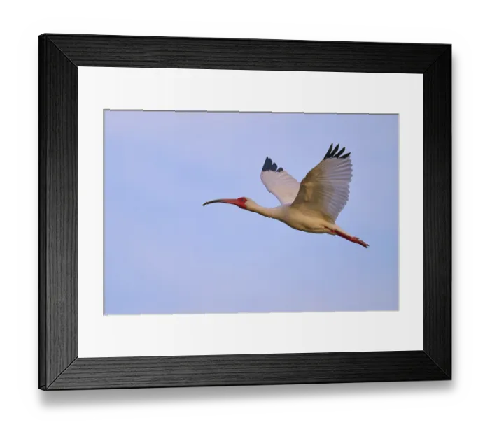 Framed Print : A large bird with outstretched wings gliding through the sky Framed Print : A large bird with outstretched wings gliding through the sky