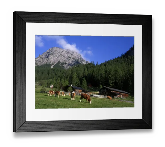 Framed Print : Stallen alpine pasture, Rauher Knoell Mountain in the back