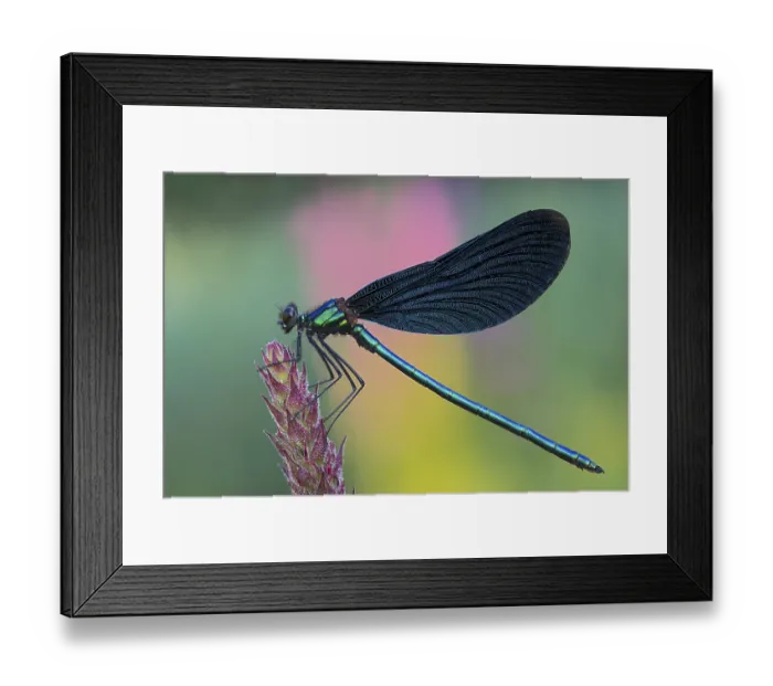 Framed Print : Beautiful Demoiselle (Calopteryx virgo) Framed Print : Beautiful Demoiselle (Calopteryx virgo)