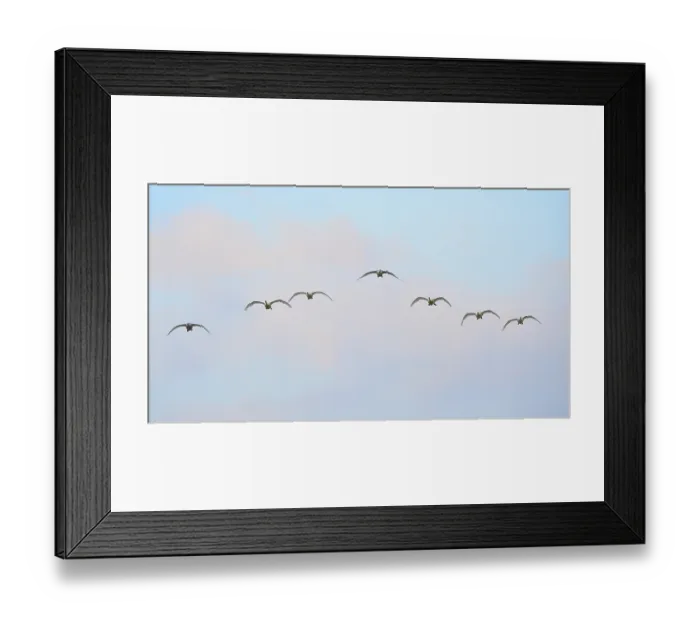 Framed Print : Seven flying Whooper Swans (Cygnus cygnus) Framed Print : Seven flying Whooper Swans (Cygnus cygnus)