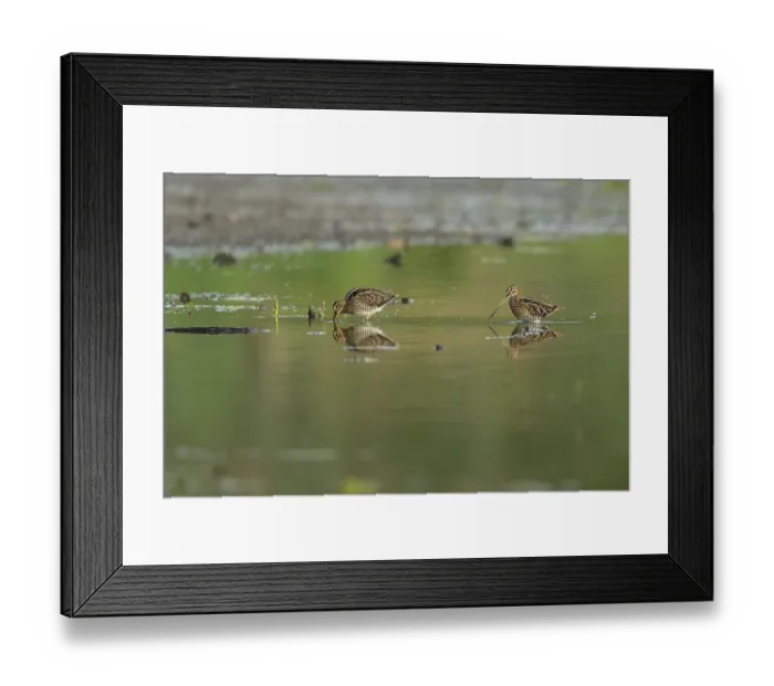Framed Print : Common snipe (Gallinago gallinago) Framed Print : Common snipe (Gallinago gallinago)