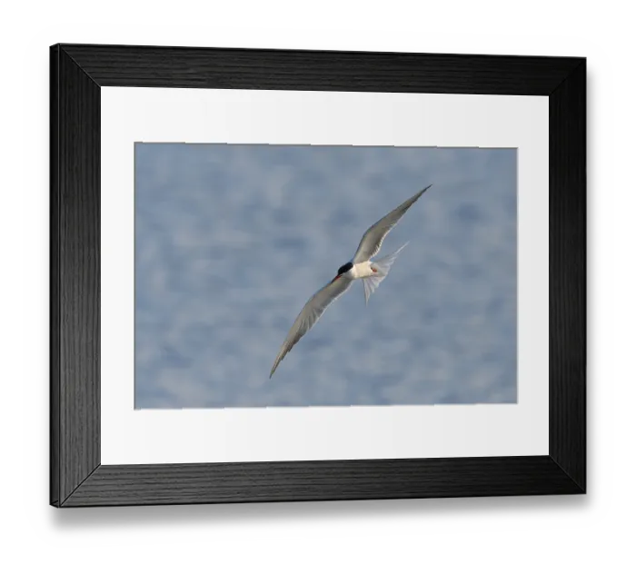 Framed Print : Common Tern (Sterna hirundo) in flight