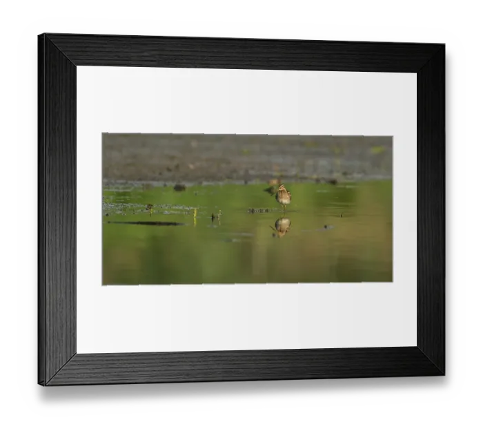 Framed Print : Common snipe (Gallinago gallinago) Framed Print : Common snipe (Gallinago gallinago)
