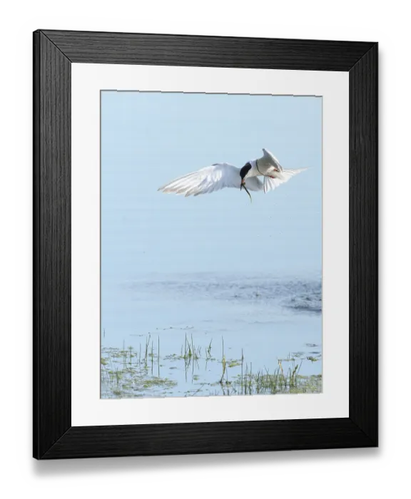 Framed Print : Common Tern (Sterna hirundo) in flight Framed Print : Common Tern (Sterna hirundo) in flight