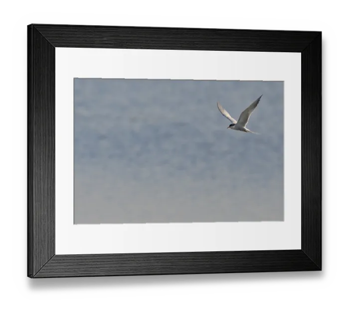 Framed Print : Common Tern (Sterna hirundo) in flight Framed Print : Common Tern (Sterna hirundo) in flight