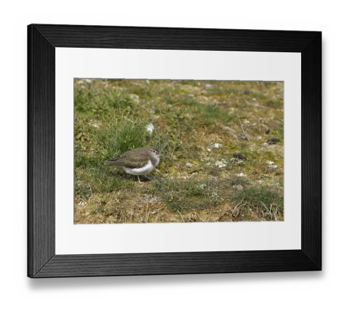Framed Print : Common sandpiper (Actitis hypoleucos)