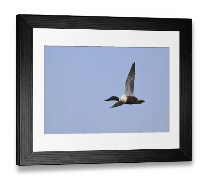 Framed Print : Flying drake of the shoveler (Anas clypeata) in front of a blue sky