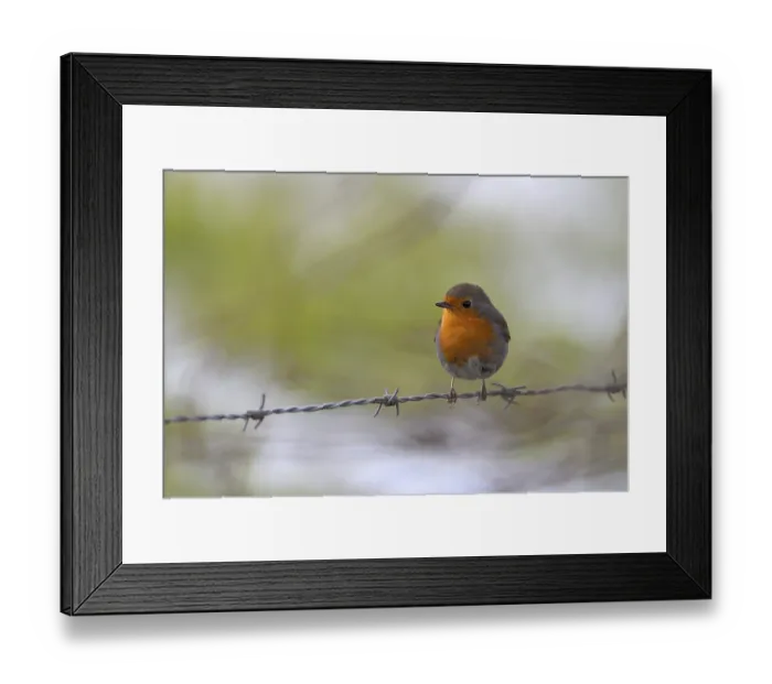 Framed Print : European robin (Erithacus rubecula)