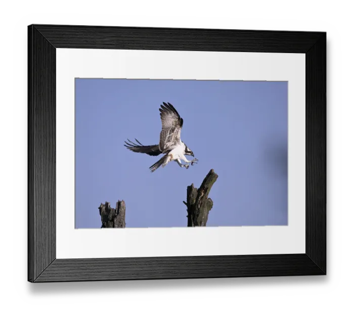 Framed Print : Osprey (Pandion haliaetus), flying on a dead tree