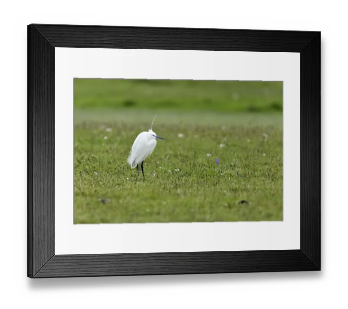 Framed Print : Little Egret (Egretta garzetta) standing in a meadow Framed Print : Little Egret (Egretta garzetta) standing in a meadow
