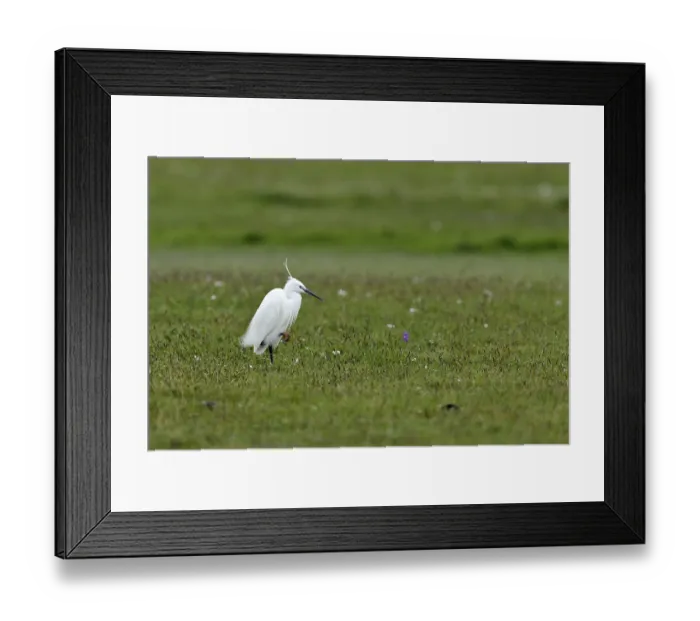 Framed Print : Little Egret (Egretta garzetta) standing in a meadow Framed Print : Little Egret (Egretta garzetta) standing in a meadow
