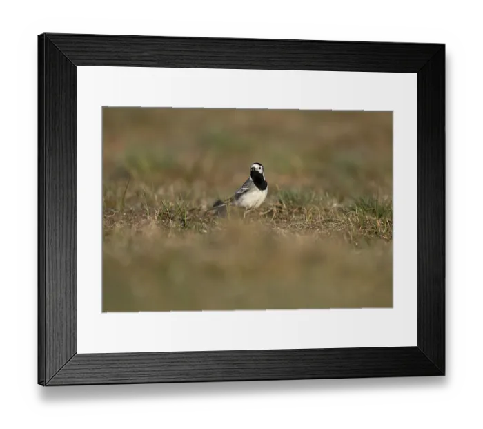 Framed Print : White wagtail (Motacilla alba) with insect in beak