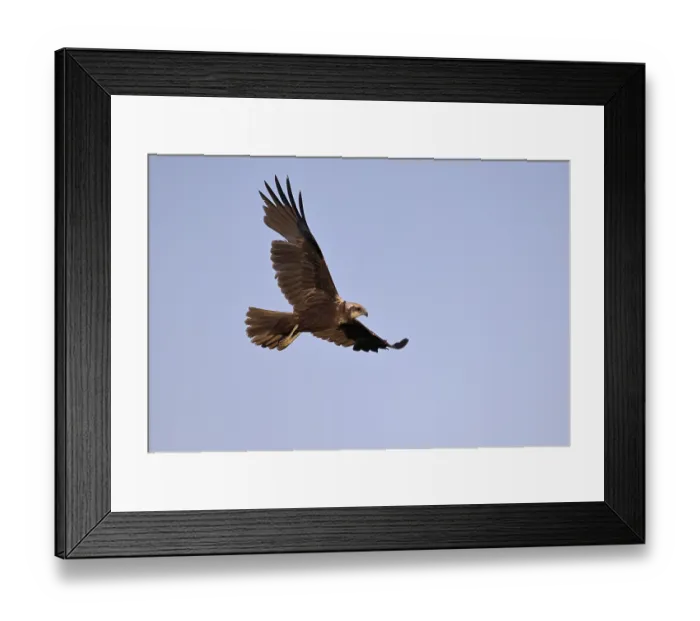 Framed Print : Marsh harrier (Circus aeruginosus)