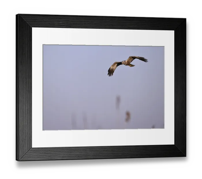 Framed Print : Male marsh harrier (Circus aeruginosus) flying over reeds