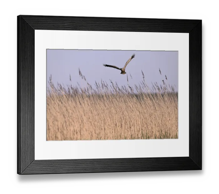 Framed Print : Male marsh harrier (Circus aeruginosus) flying over reeds Framed Print : Male marsh harrier (Circus aeruginosus) flying over reeds