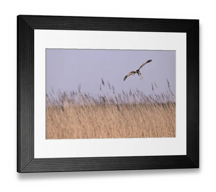 Framed Print : Male marsh harrier (Circus aeruginosus) flying over reeds