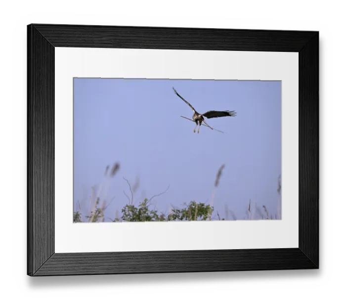 Framed Print : Male marsh harrier (Circus aeruginosus) landing with a twig in its beak)