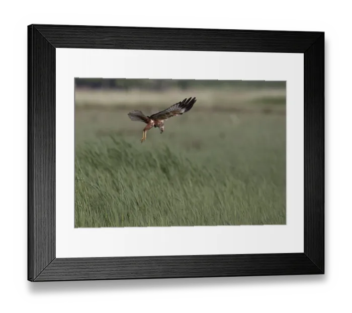 Framed Print : Male marsh harrier (Circus aeruginosus) in shaking flight over green reeds Framed Print : Male marsh harrier (Circus aeruginosus) in shaking flight over green reeds