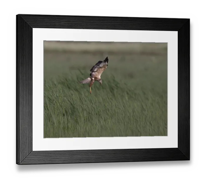 Framed Print : Male marsh harrier (Circus aeruginosus) in shaking flight over green reeds