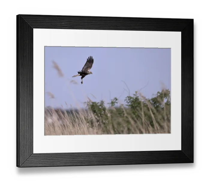 Framed Print : Male marsh harrier (Circus aeruginosus) flying over reeds