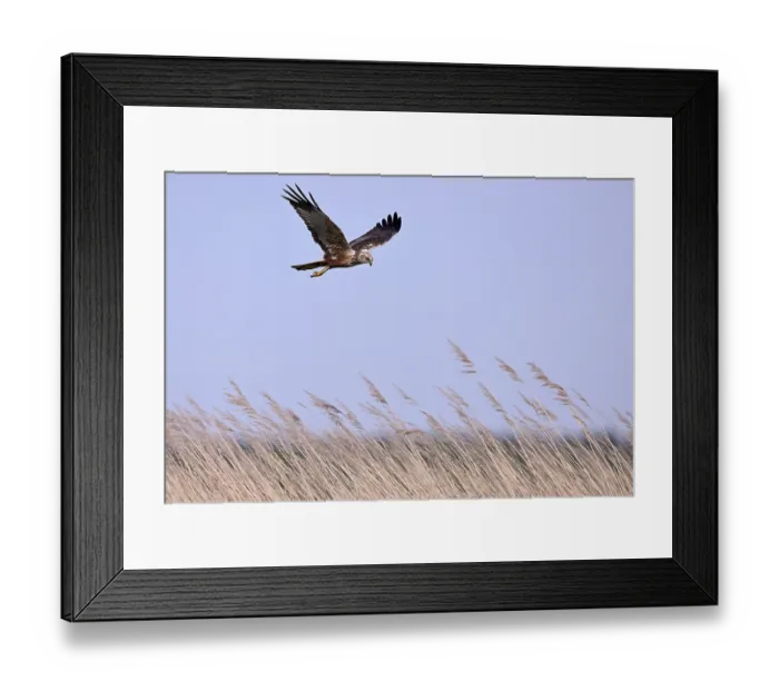 Framed Print : Male marsh harrier (Circus aeruginosus) flying over reeds