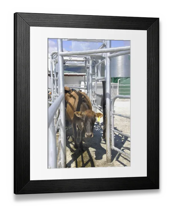 Framed Print : Jersey cow navigating the races outside the milking shed