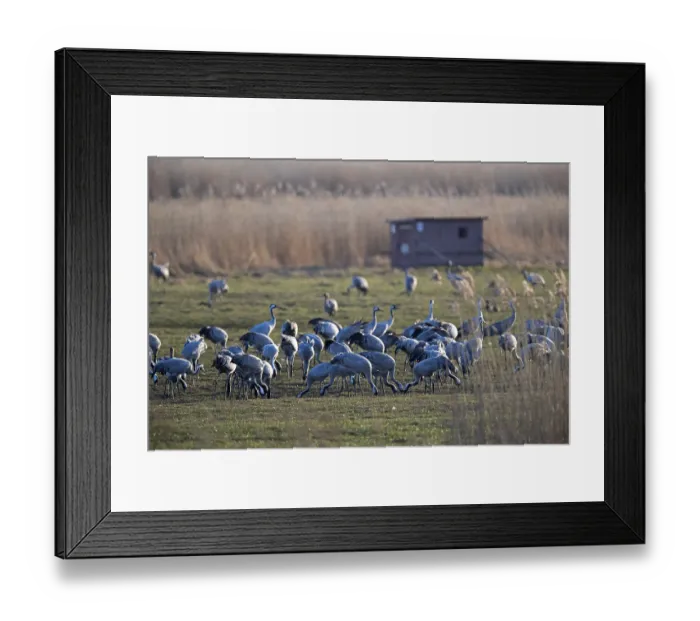 Framed Print : Common crane (Grus grus), group in front of a hut