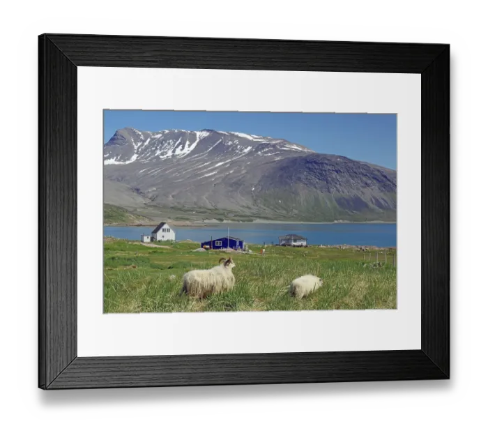 Framed Print : Sheep in a meadow, houses on a fjord in a barren landscape