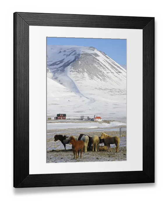 Framed Print : Icelandic horses huddle around a small feeding station in winter