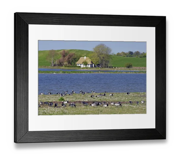 Framed Print : A pond with geese in the foreground