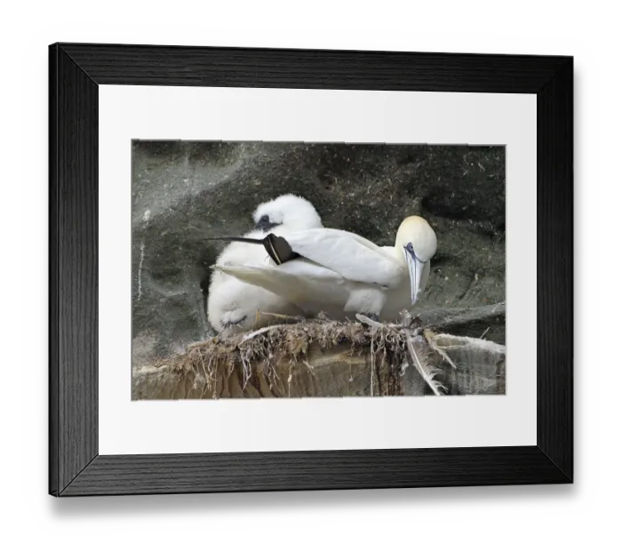 Framed Print : A gannet with chicks sitting on a rocky nest with a natural background